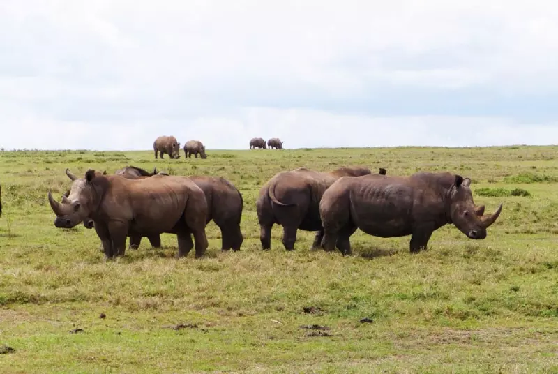 ngulirhinos
